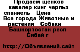 Продаем щенков кавалер кинг чарльз спаниель › Цена ­ 60 000 - Все города Животные и растения » Собаки   . Башкортостан респ.,Сибай г.